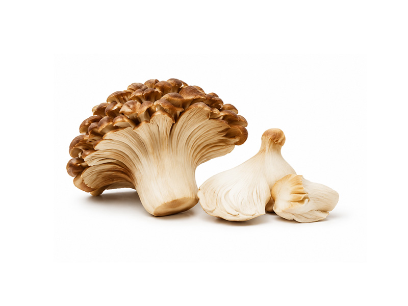 Astragalus Root Extract